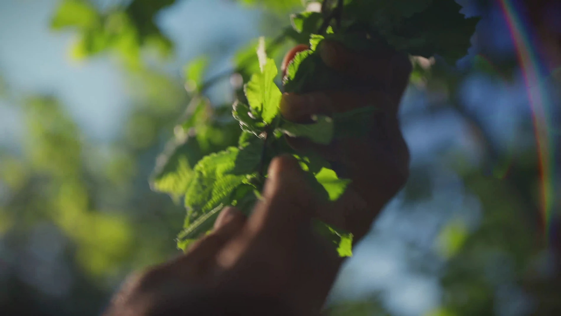 La saison des noisettes