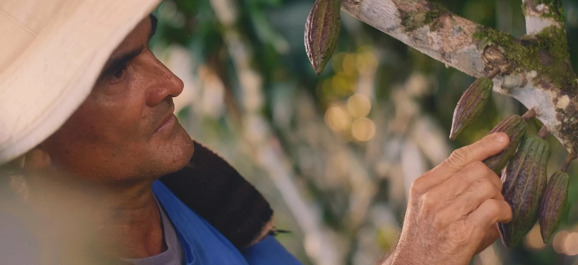 Période de récolte au Costa Rica